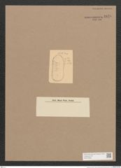 Surirella sp. (de-Toni-Nr.: Genus 53) Zeichnungen Sammlung Grunow Nr. 4840 (NHMW-BOT-W0373006)